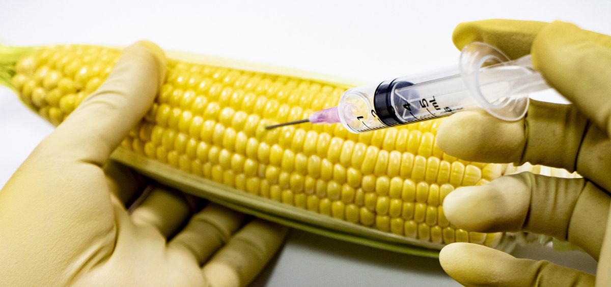 しかし、遺伝子組み換え食品とは何でしょうか？